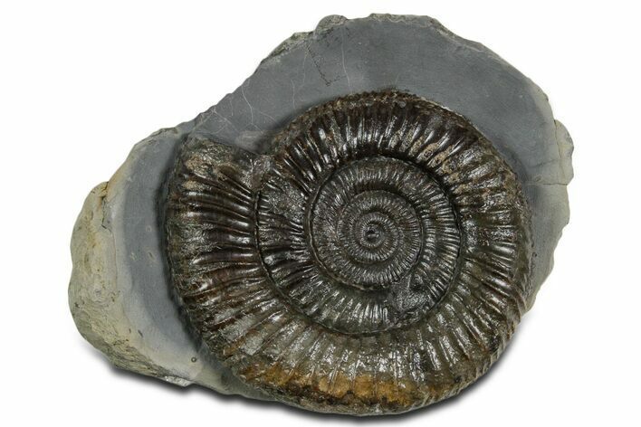 Jurassic Ammonite (Dactylioceras) Fossil - England #351140